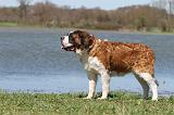 SAINT BERNARD 113